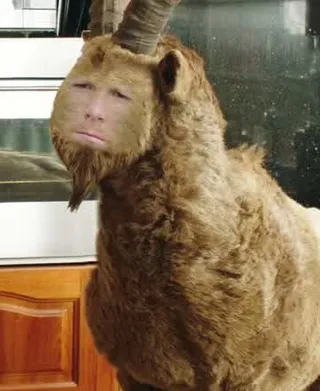 Breakfast Goat