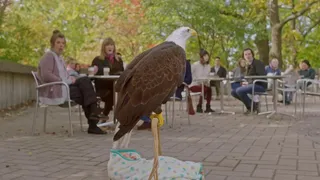 Baby Eagle