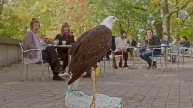 Baby Eagle